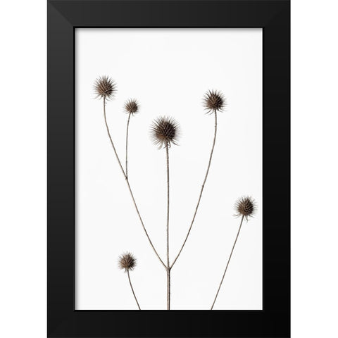 Thistle Grey 11 Black Modern Wood Framed Art Print by 1x Studio III