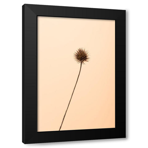 Thistle Peach Black Modern Wood Framed Art Print by 1x Studio III
