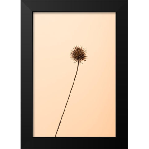 Thistle Peach Black Modern Wood Framed Art Print by 1x Studio III