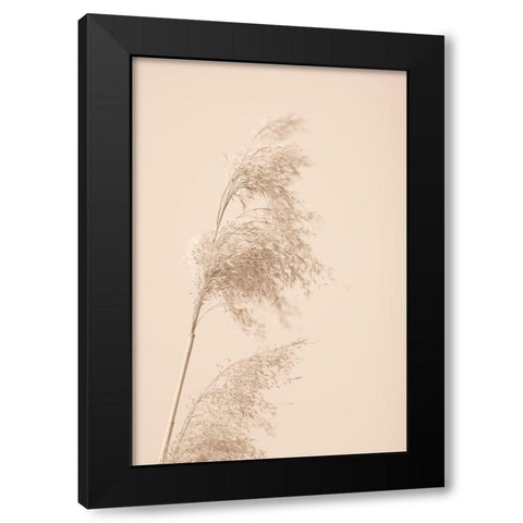 Reed Grass Beige 03 Black Modern Wood Framed Art Print by 1x Studio III