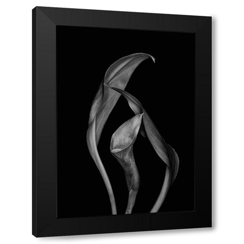 Dancing Calla Lillies Black Modern Wood Framed Art Print by Beausang, Susan