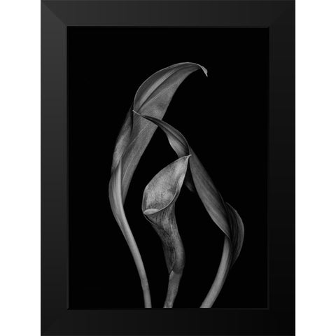 Dancing Calla Lillies Black Modern Wood Framed Art Print by Beausang, Susan