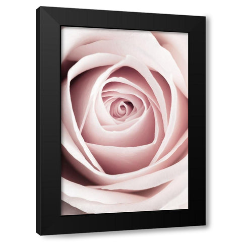 Pink Rose No 1 Black Modern Wood Framed Art Print with Double Matting by 1x Studio III