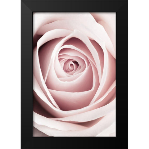 Pink Rose No 1 Black Modern Wood Framed Art Print by 1x Studio III