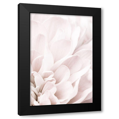Chrysanthemum No 04 Black Modern Wood Framed Art Print with Double Matting by 1x Studio III