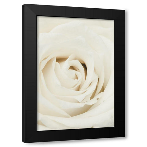 White Rose Black Modern Wood Framed Art Print with Double Matting by 1x Studio III
