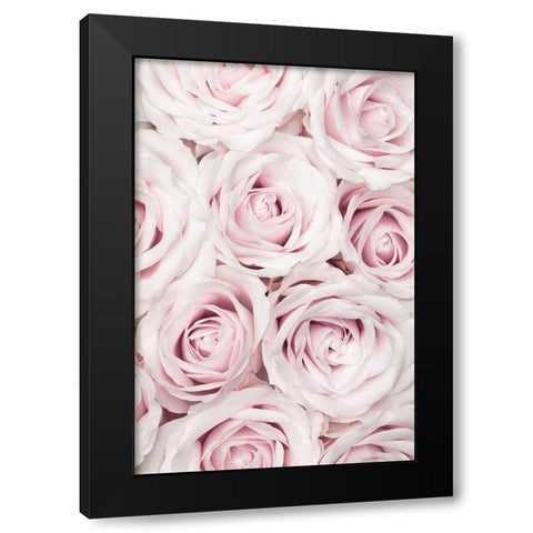 Pink Roses No 03 Black Modern Wood Framed Art Print with Double Matting by 1x Studio III