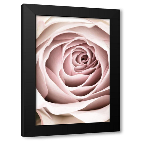 Pink Rose No 03 Black Modern Wood Framed Art Print by 1x Studio III