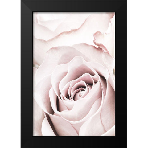 Pink Rose No 05 Black Modern Wood Framed Art Print by 1x Studio III