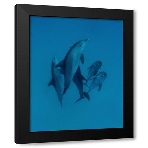 Dolphins 6 Black Modern Wood Framed Art Print by Molinari, Romano