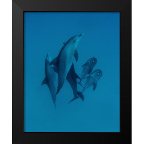 Dolphins 6 Black Modern Wood Framed Art Print by Molinari, Romano