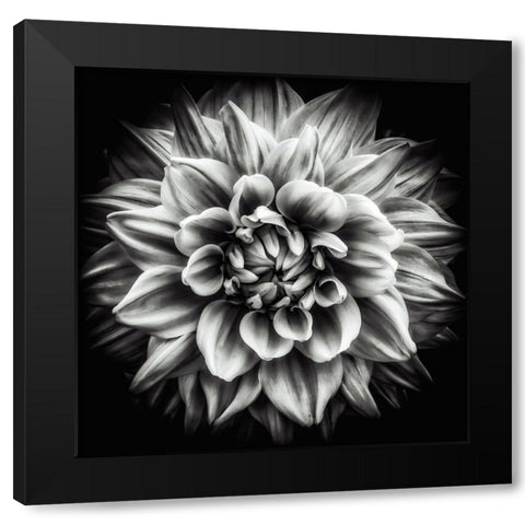 Dahlia In Black And White Black Modern Wood Framed Art Print with Double Matting by Walther, Dieter