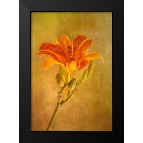 One Day Lily Black Modern Wood Framed Art Print by Lathouwers, Liliane