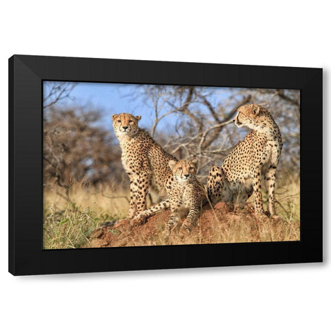 Trio Black Modern Wood Framed Art Print by Marx, Jaco