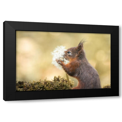 Make Wish Black Modern Wood Framed Art Print with Double Matting by Colemont, Niki