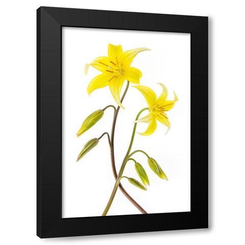Dogtooth Violet Black Modern Wood Framed Art Print with Double Matting by Parker, Jacky