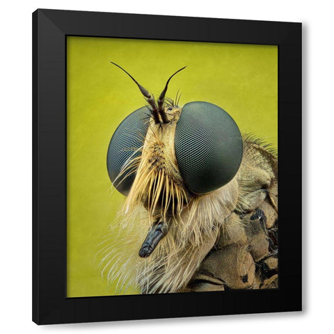 Robberfly Black Modern Wood Framed Art Print with Double Matting by Figueras Barranco, Antoni