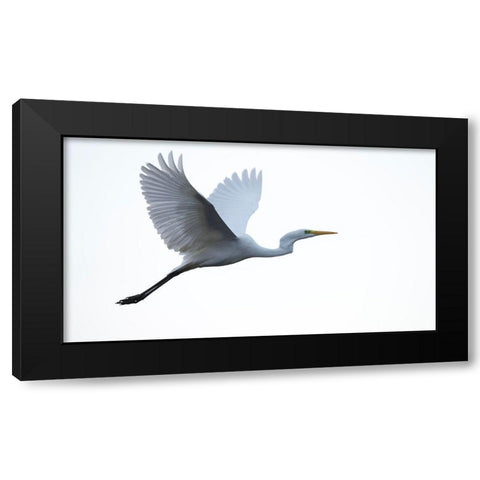 Little Egret Black Modern Wood Framed Art Print by Manusevich, David