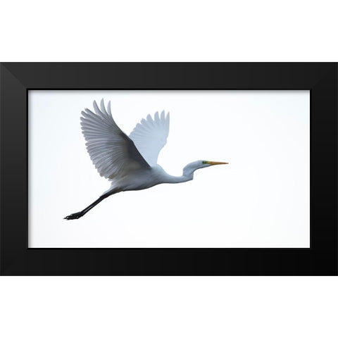 Little Egret Black Modern Wood Framed Art Print by Manusevich, David