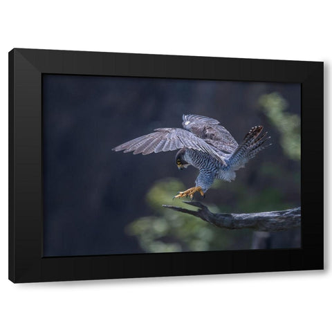 Peregrine Falcon Black Modern Wood Framed Art Print with Double Matting by Huang, Tao