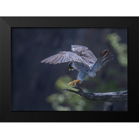 Peregrine Falcon Black Modern Wood Framed Art Print by Huang, Tao