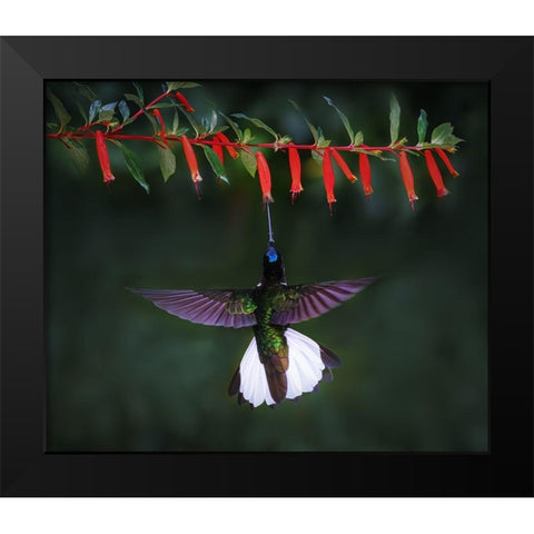 Collared Inca 2 Black Modern Wood Framed Art Print by Xu, Sheila