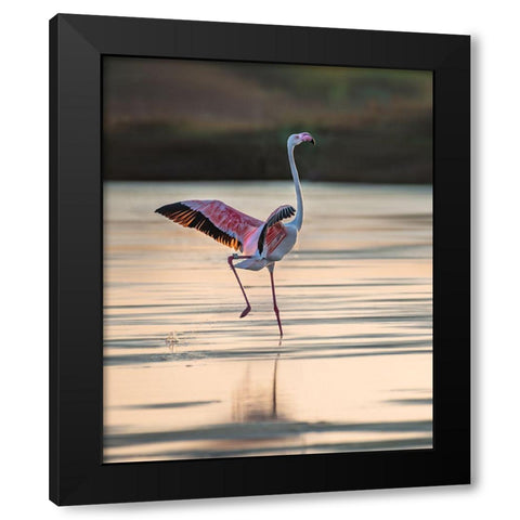 Dance Time Black Modern Wood Framed Art Print by Telhami, Isam