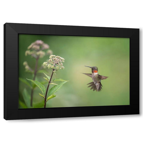Hummingbird Black Modern Wood Framed Art Print by Wang, Max