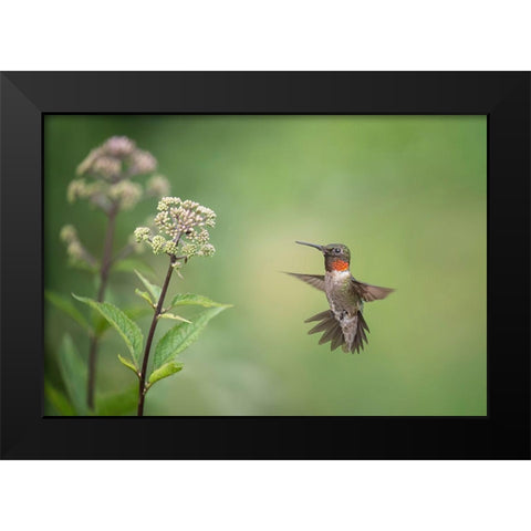 Hummingbird Black Modern Wood Framed Art Print by Wang, Max
