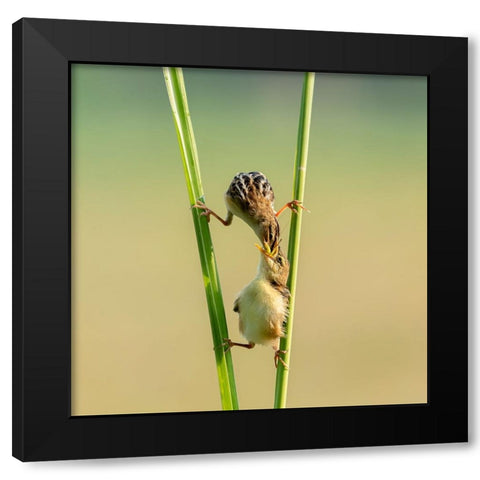 Kungfu Bird Black Modern Wood Framed Art Print by Suhardjo, Lisdiyanto