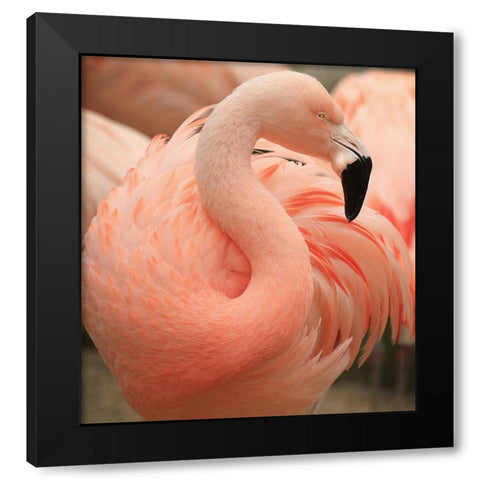Portrait Of A Pink Flamingo Black Modern Wood Framed Art Print by Wechsler, Robin