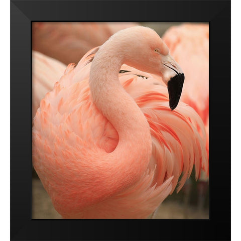 Portrait Of A Pink Flamingo Black Modern Wood Framed Art Print by Wechsler, Robin