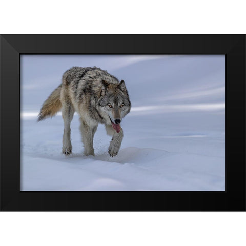 Wolf Black Modern Wood Framed Art Print by Zuo, Jun