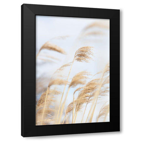 Grass Reed and sky_2 Black Modern Wood Framed Art Print with Double Matting by 1x Studio III