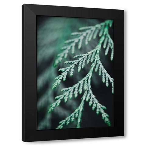 Conifer twig Black Modern Wood Framed Art Print with Double Matting by 1x Studio III