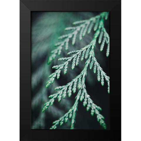 Conifer twig Black Modern Wood Framed Art Print by 1x Studio III