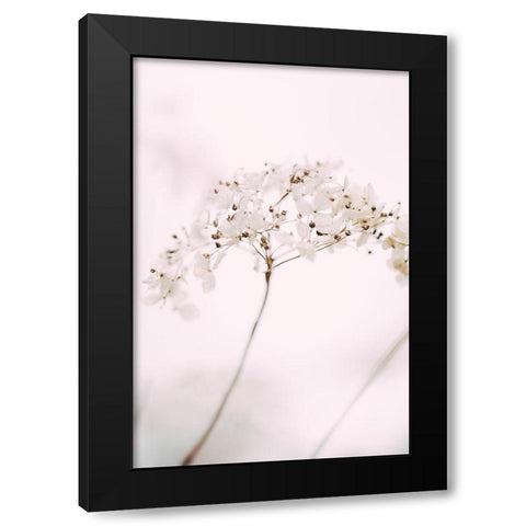 Soft dried flower_pink Black Modern Wood Framed Art Print with Double Matting by 1x Studio III
