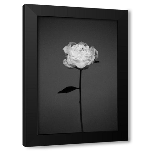 Peony Black Modern Wood Framed Art Print by Frolova, Antonida