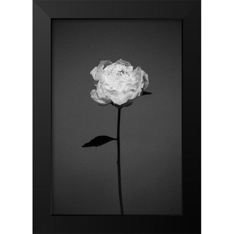 Peony Black Modern Wood Framed Art Print by Frolova, Antonida