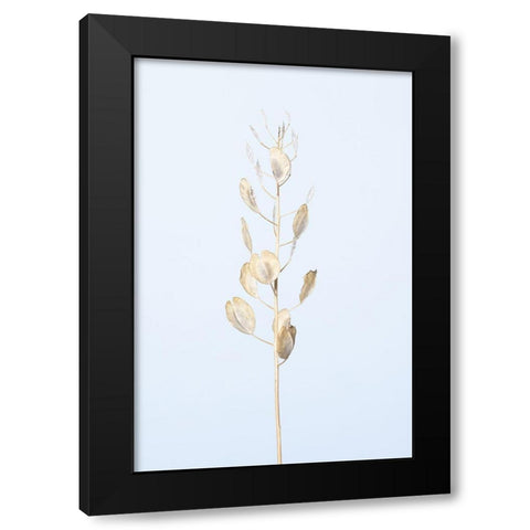 Solitary dried plant_light blue Black Modern Wood Framed Art Print by 1x Studio III