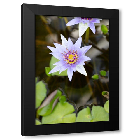 Purple Flower_2 Black Modern Wood Framed Art Print by 1x Studio III