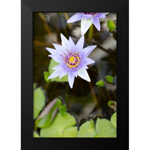 Purple Flower_2 Black Modern Wood Framed Art Print by 1x Studio III