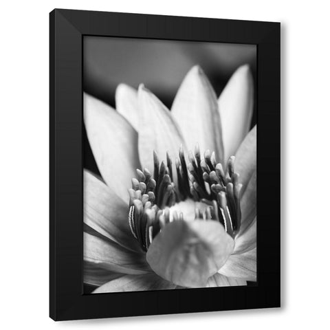 Flower-close up Black Modern Wood Framed Art Print with Double Matting by 1x Studio III