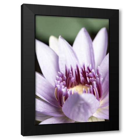 Purple flower close up Black Modern Wood Framed Art Print with Double Matting by 1x Studio III