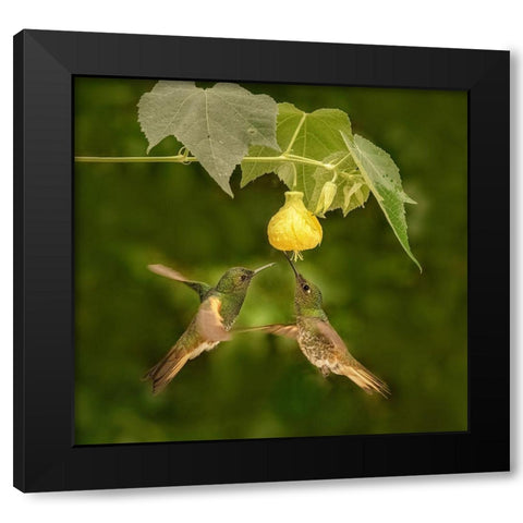 A Pair Of Buff-Tailed Coronets Black Modern Wood Framed Art Print with Double Matting by Xu, Sheila