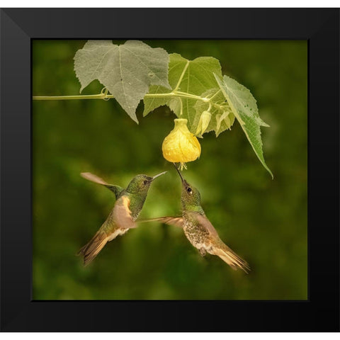 A Pair Of Buff-Tailed Coronets Black Modern Wood Framed Art Print by Xu, Sheila