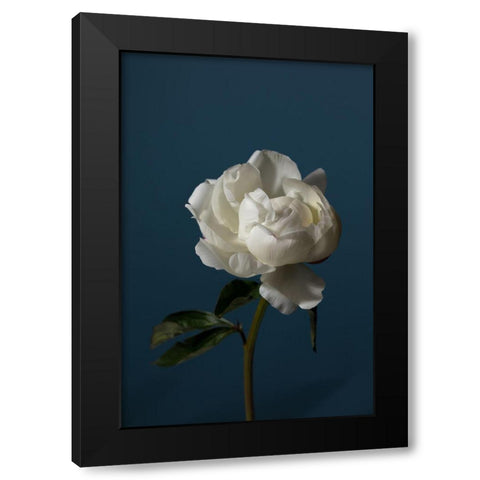 Peony_6 Black Modern Wood Framed Art Print by 1x Studio III