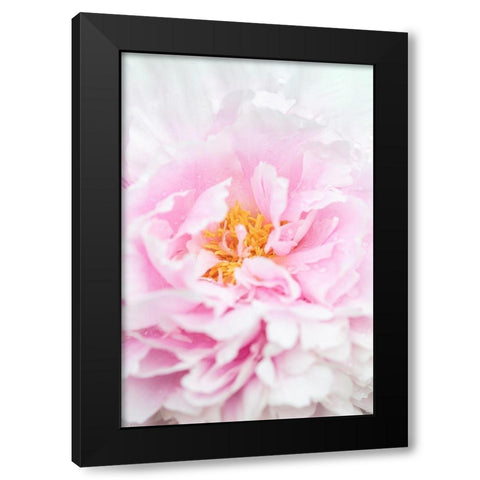 Peony_6 Black Modern Wood Framed Art Print with Double Matting by 1x Studio III