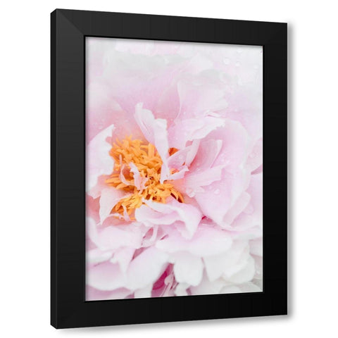 Peony_8 Black Modern Wood Framed Art Print with Double Matting by 1x Studio III