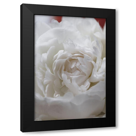 Peony_13 Black Modern Wood Framed Art Print with Double Matting by 1x Studio III